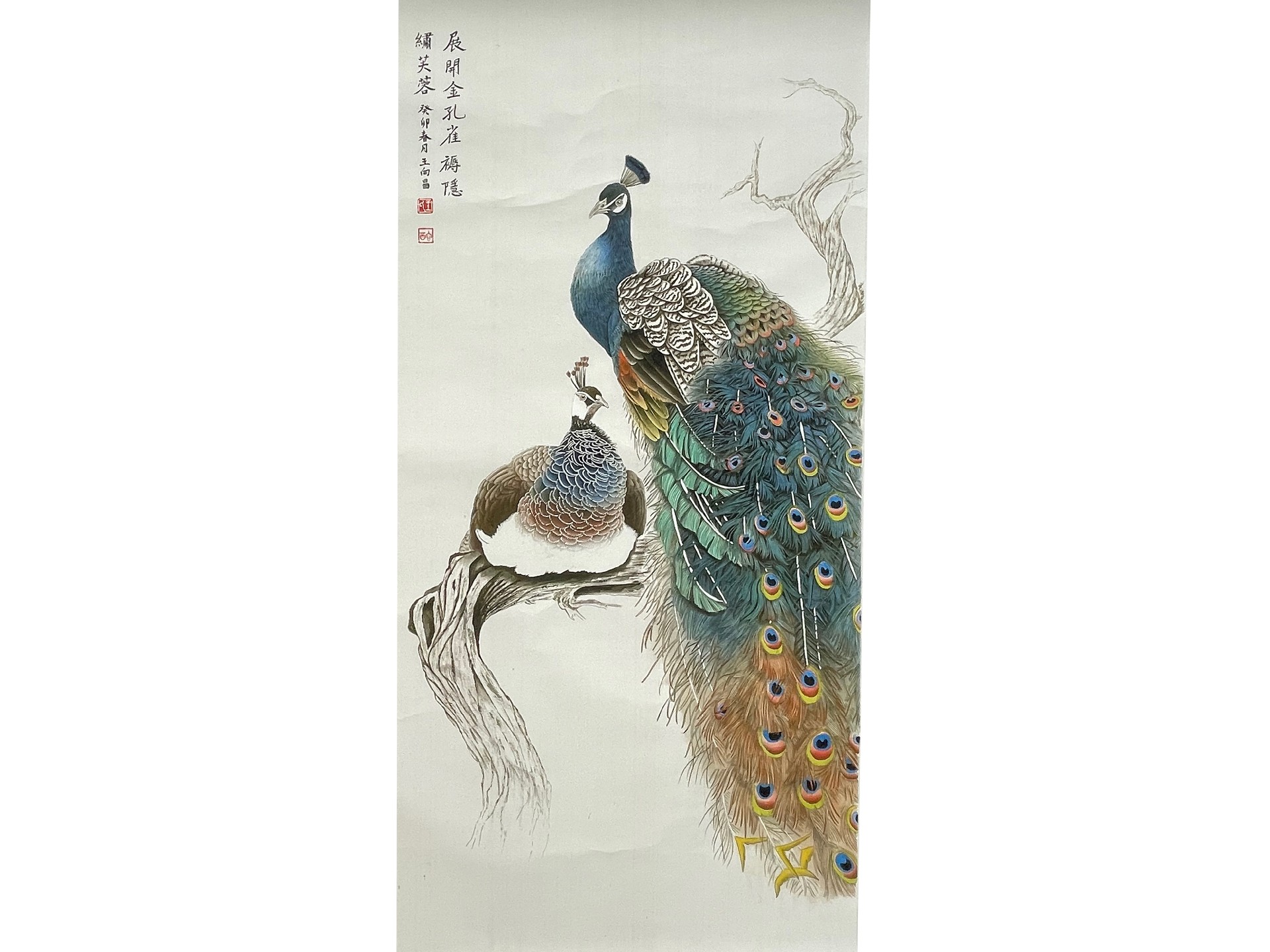 21065 孔雀开屏(1).jpg