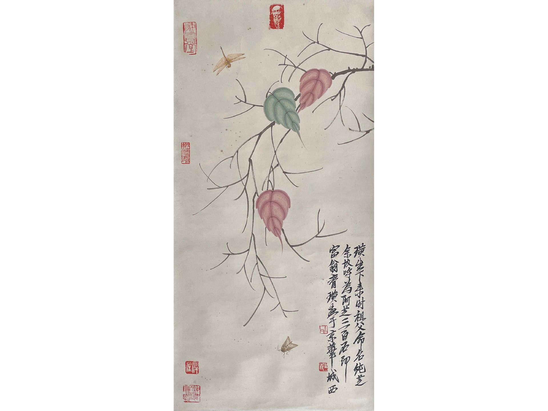 白石叶虫2.jpg